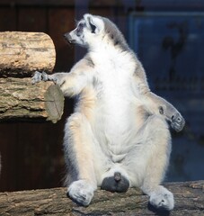 lemur in the zoo © Ljiljana