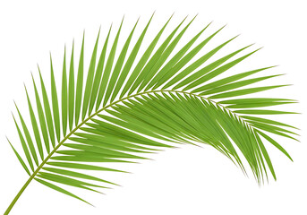 Obraz premium A green palm leaf on a white background