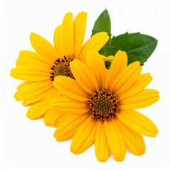 Naklejka premium Radiant yellow heliopsis flowers showcasing vibrant petals on a white backdrop