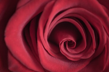 Fibonacci essence in nature; the growth spiral of the rose