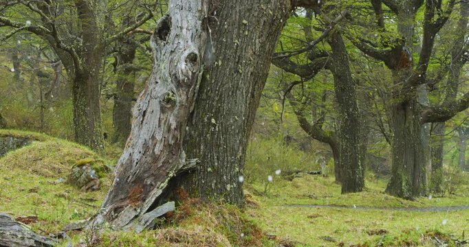 4K video; Snow shower in an old Lenga beech (Nothofagus pumilio) forest in southern Patagonia 