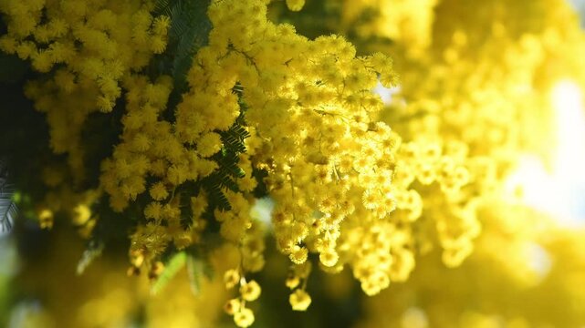 Flowering mimosa tree. The flowery branch of mimosa is offered to women on March 8th for the International Women's Day. Selective focus.