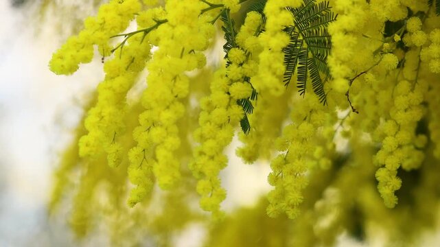 Flowering mimosa tree. The flowery branch of mimosa is offered to women on March 8th for the International Women's Day. Selective focus.