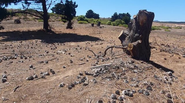 SENDEROS DE LOS PIQUEROS 2 - MAITENCILLO - CHILE