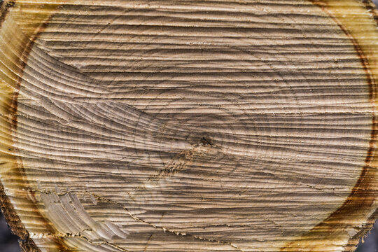 Legname tagliato con i suoi cechi della vita