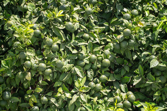 Close up of lime tree