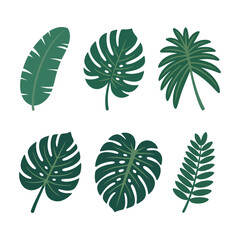 Tropical monstera and palm leaves in green for decor