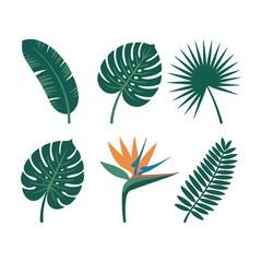 Tropical leaf collection featuring monstera palm and exotic botanical
