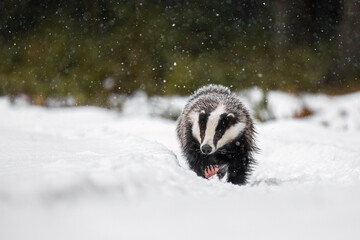 Badger in snow. European badger, Meles meles, in fast run in forest during snowfall. Wild animal in winter nature. Hunting animal runs in snow with all legs in the air. Beautiful black and white beast © Vaclav