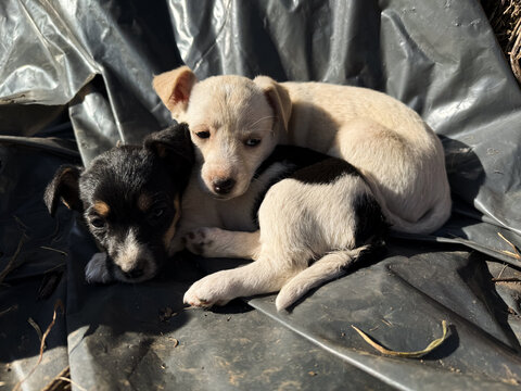Puppies sleeping in the sun