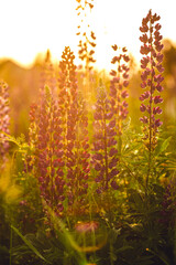 Purple violet flowers lupines, lupine. Summer floral background. Wild flowers lupine in meadow at sunset sun. Golden hour