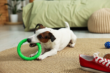Jack Russell dog chewing ring toy at home