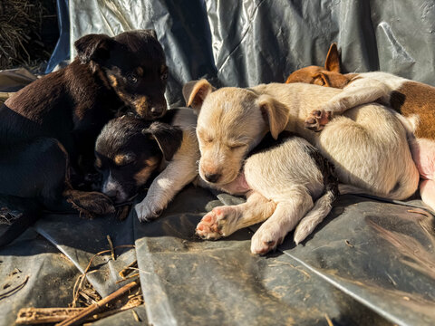 Litter of puppies sleeping in the sun