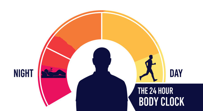 The 24 hour body clock infographic