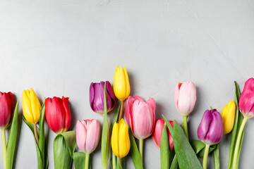 Beautiful colorful tulip flowers on light grey background, flat lay. Space for text