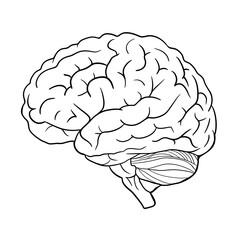 Fototapeta premium Black and white line art illustration of a human brain in side view with detailed folds and cerebellum. Clean outline anatomical drawing isolated on white background. Minimal brain illustration.