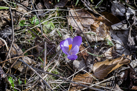 I primi fiori di crocus in montagna