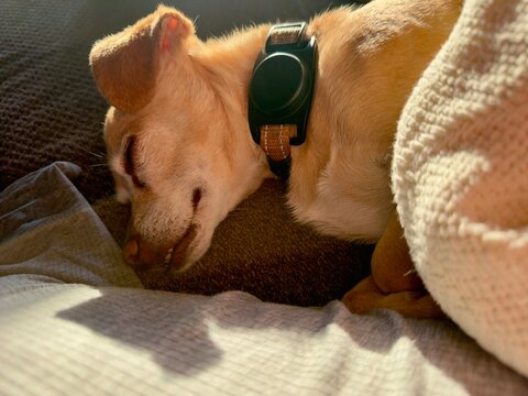 dog sleeping on a couch with blankets and warm sunshine