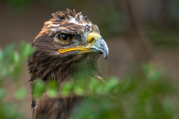 Fototapeta premium Portrait of a Steppe Eagle (Aquila nipalensis)