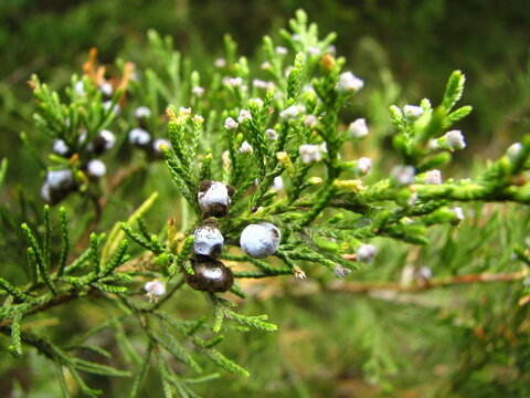 Juniper branch with blue berries close up in natural environment