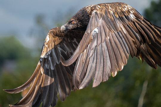 Bearded Vulture (Gypaetus barbatus) in Flight