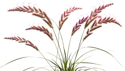 Fototapeta premium Pink Muhly Grass with Feathery Plumes Against Black Background