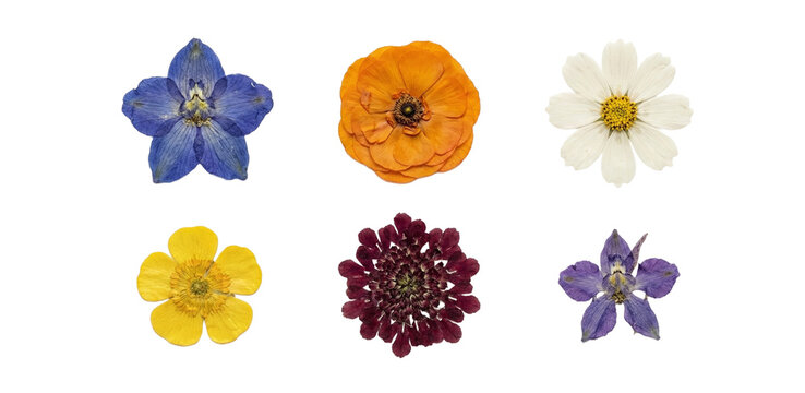 Collection of real pressed flowers including blue delphinium, orange ranunculus, and white cosmos; botanical set isolated on transparent background