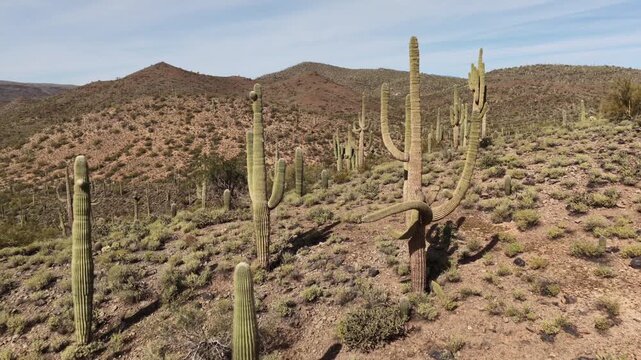 Saguaro cactus (Carnegiea gigantea) forest in Sonora Desert, Arizona
