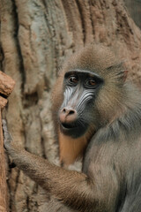 Fototapeta premium Mandrill Portrait Holding Tree Trunk in Natural Light