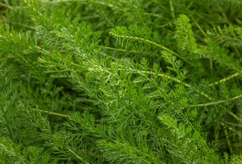 Close-up of Green branches of Yarrow Achillea millefolium background. Green yarrow Achillea millefolium leaves texture. © Albina