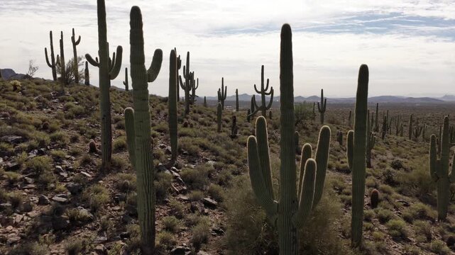 Saguaro cactus (Carnegiea gigantea) forest in Sonora Desert, Arizona