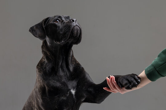 Cane Corso Dog Giving Paw to Owner Hand in Training Studio Portrait