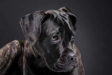 Fototapeta premium Brindle Cane Corso Closeup Portrait Looking Down in Dark Studio