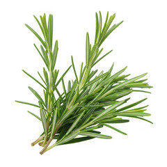 Obraz premium Fresh sprigs of rosemary herb with vibrant green needle-like leaves