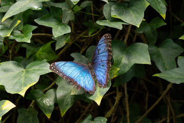 vibrant butterfly is perched on flora on a sunny day