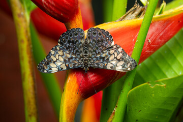 vibrant butterfly is perched on flora on a sunny day