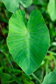 A close-up of a taro leaf. There are water droplets on the leaf.
