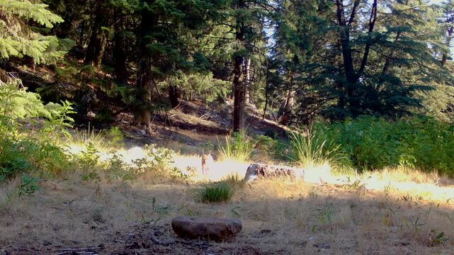 A wild caracal (Caracal caracal) moving slowly through its natural forest habitat, carefully observing its surroundings. Wildlife and big cat observation.