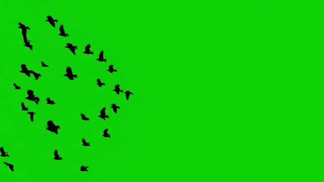 Flock of birds in flight against green screen background in modern minimalist style with high contrast black silhouettes for video editing