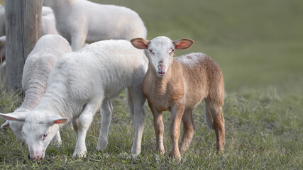 Obraz premium Fries Melkschaap Sheep With A Brown Lamb