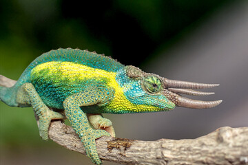 Obraz premium Close-up jackson's chameleon with textured scales and prominent horns perches on a branch, sharp details set against a smooth green bokeh background.