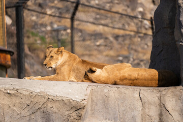 Obraz premium Two lionesses lying side by side, resting peacefully in their natural habitat, capturing calm wildlife behavior and quiet strength.
