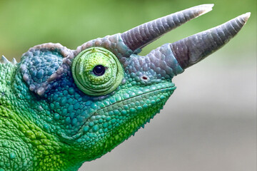 A bright green chameleon with textured scales and prominent horns perches on a branch, sharp details set against a smooth green background. © dianz