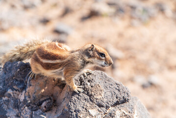 Barbary ground squirrel on a rock in Fuerteventura, Canary Islands, Spain, small wild rodent eating in an arid volcanic environment.