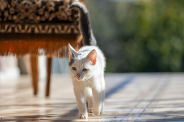 White cat walking gracefully across a surface, showcasing elegant movement, curiosity, and the natural poise of a domestic feline in motion. © Daniel