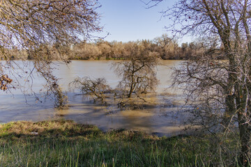 Flooded oak trees along the Sacramento River bank