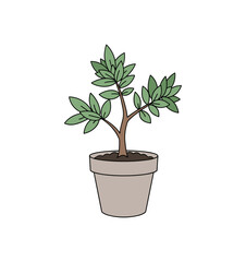Minimalistic houseplant in pot with green leaves on white background