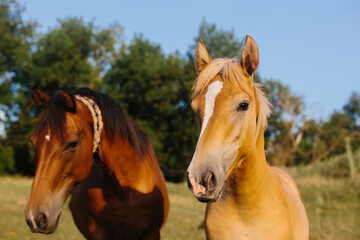 Two horses standing together in a green pasture