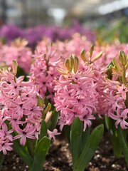 Colorful Hyacinth Flowers Bloom in Spring, Creating a Lively Scene in the Garden With Bright Pink Petals