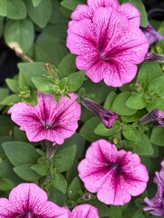Spring Petunias Flowers Bloom With Pink Petals and Green Leaves in a Garden Setting During Daylight Hours